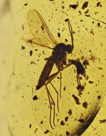 Baltisch amber - Gedetailleerde Sciaridae (Schimmelvlieg),