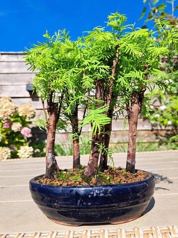 metasequoia bos in bonsaischaal - Hoogte (boom): 18 cm -