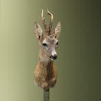 Reebok Zomervacht Taxidermie Opgezette Dieren By Max, Ophalen of Verzenden, Nieuw, Wild dier, Opgezet dier
