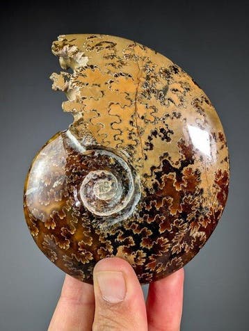 Ammoniet met bewerkte mond - Gefossiliseerde schelp -