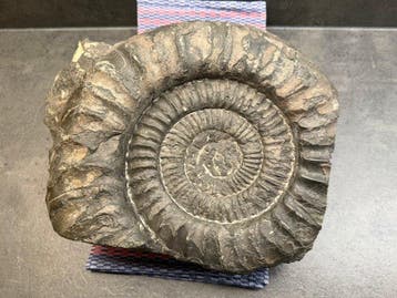 Ammoniet - Gefossiliseerd dier - Arietites - 25 cm - 33 cm