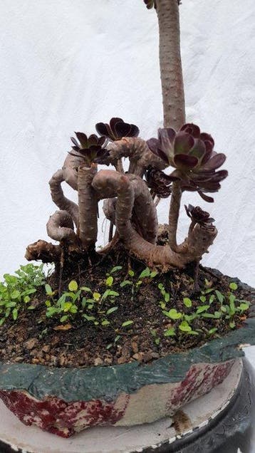 Zwarte roos - Hoogte (boom): 40 cm - Diepte (boom): 20 cm -