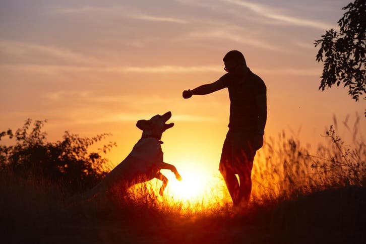 Herdershond verzekeren? Voorkom hoge dierenartskosten, Dieren en Toebehoren, Honden | Herdershonden en Veedrijvers, Meerdere, 8 tot 15 weken