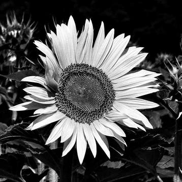 Agathe Toman - SUNFLOWER - #1 - 1/20