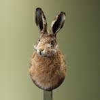 Haas Taxidermie Opgezette Dieren By Max, Ophalen of Verzenden, Nieuw, Wild dier, Opgezet dier
