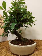 Vuurdoorn bonsai (Pyracantha) - Hoogte (boom): 30 cm -