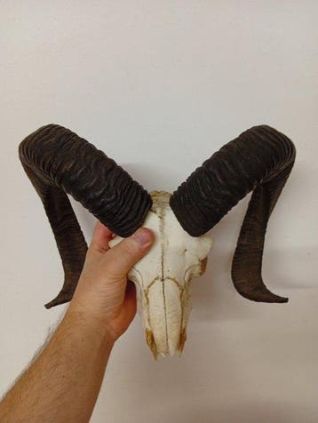 Mouflon Schedel met gewei - Muflone - 40 cm - 40 cm - 40 cm