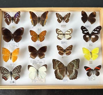 Uniek Museum Kavel 16x onvervangbare Exotische Dagvlinders -, Nieuw