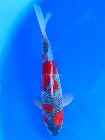 Hq Goshiki van Yamaju  35cm (Japanse Koi), Dieren en Toebehoren, Vissen | Vijvervissen, Karper of Koi