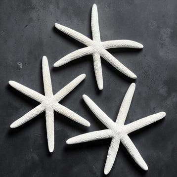 Trio van natuurlijke witte zeesterren – Mariene Collectie -, Antiek en Kunst