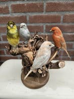 kleur kanaries Taxidermie volledige montage - canariae, Nieuw