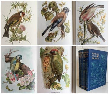 W. Swaysland - Familiar Wild Birds Volumes 1-4 {160 coloured