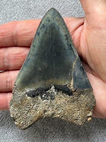 Tand van Megalodon 10,2 cm - Fossiele tand - Carcharocles