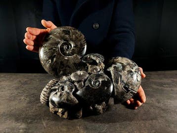 Indrukwekkend Albiaans blok - Gefossiliseerd dier - 24.5 cm, Nieuw