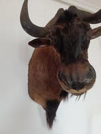 Gnoe Taxidermie hoofdmontage - Connochaetes gnou - 1