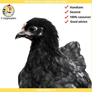 Orpington Zwart - Rustig, Tam en Gezond, Dieren en Toebehoren, Meerdere dieren, Kip