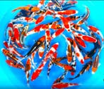 Takahashi 16-19cm (Japanse Koi), Karper of Koi