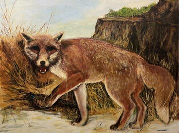 Victor Kitson (XX) - Mr. Fox