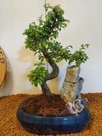 Japanese iep bonsai (Zelkova) - Hoogte (boom): 37 cm -