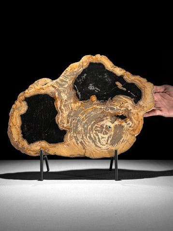 C - Prachtige plak versteend hout op een op maat gemaakte