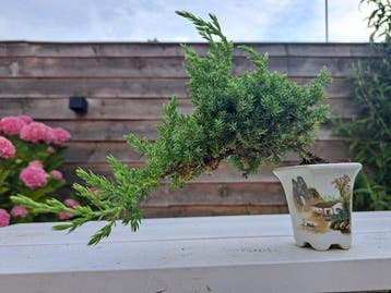 Jeneverbes bonsai (Juniperus) - Hoogte (boom): 14 cm -