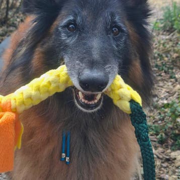 20% korting | Handgemaakte trektouwen voor honden | Tugfun, Dieren en Toebehoren, Ophalen of Verzenden, Nieuw, Overige merken
