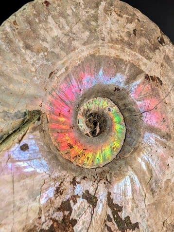 Cleoniceras-iriserende ammoniet - Gefossiliseerde schelp -