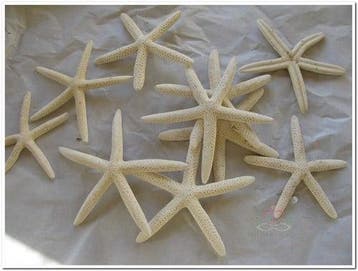 Zeester Starfish Wit 5-7 cm 20 stuks, Ophalen of Verzenden, Nieuw