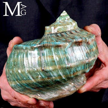 Monumentale Shell Turbo Marmoratus - Hoogte: 158 mm -, Nieuw