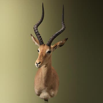 Impala Taxidermie Opgezette Dieren By Max, Ophalen of Verzenden, Nieuw, Wild dier, Opgezet dier