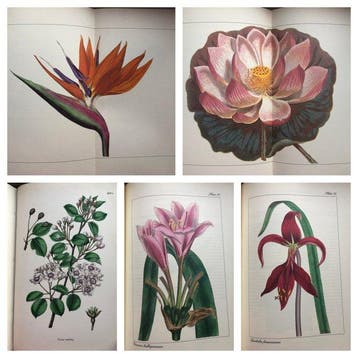 James Sowerby - William Curtis, M. Sidney, T. Whittle. -