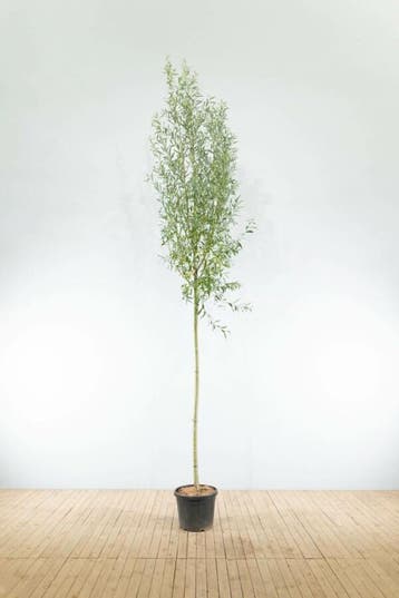 Salix alba hoogstam 14/16