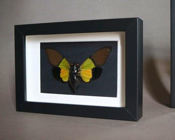 Insekt Taxidermie volledige montage - Cigale Trengganua