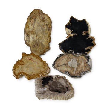 Versteend houtschijven - Gefossiliseerd hout - Dipterocarpus
