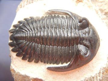 Trilobiet - Fossiel skelet - Hollardops mesocristata - 6 cm
