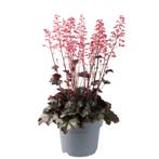 Heuchera villosa Hip Hip Hooray (Roze, Herfstplanten kopen?), Tuin en Terras, Ophalen of Verzenden, Vaste plant, Siergrassen, Halfschaduw