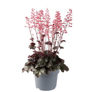 Heuchera villosa Hip Hip Hooray (Roze, Herfstplanten kopen?), Tuin en Terras, Planten | Tuinplanten, Ophalen of Verzenden, Vaste plant