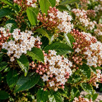 Viburnum (Sneeuwbal) Sierplanten, Raskleur, Verzenden, Overige soorten, Struik