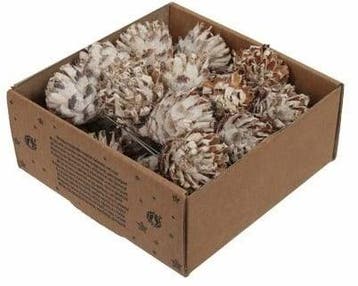 Leucodendron Plumosum op draad White wash doos 25 stuks, Ophalen of Verzenden, Nieuw