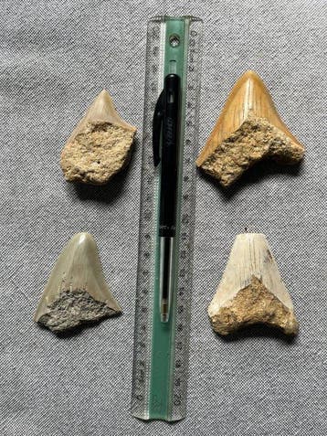 4 Megalodon tanden 6,9 / 5,6 / 5,7 / 5,7 cm - Fossiele tand, Verzamelen