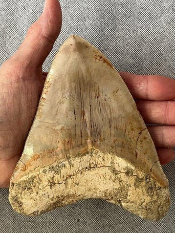 Groot Megalodon-tand, 14,3 cm - Fossiele tand - Carcharocles