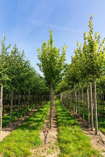 Acer rubrum Scanlon hoogstam
