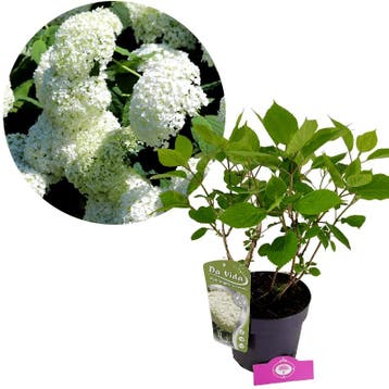 Hydrangea arborescens Annabelle + pot 19cm, Verzenden