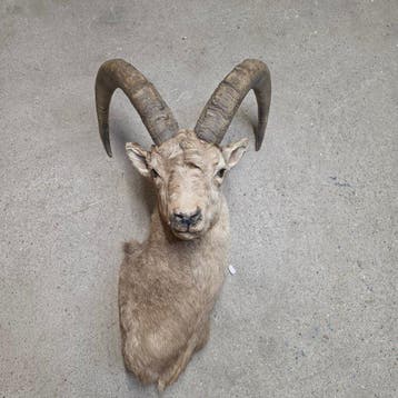Steenbok Taxidermie schoudermontage - Capra Ibex - 90 cm -, Nieuw