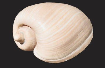 zeeslak Zeeschelp - Cymbium olla (Zonder minimumprijs)