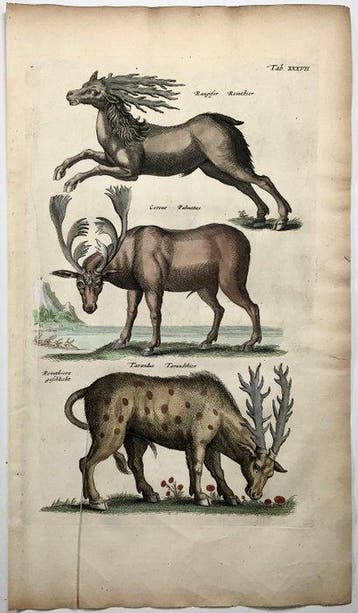 Matthäus Merian (1593-1650) - hand-coloured folio: Red Deer,
