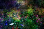 Viet Ha Tran - Nocturne garden - XL