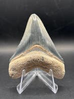 Megalodon - Fossiele tand - Otodus Megalodon - 7.03 cm -, Verzamelen