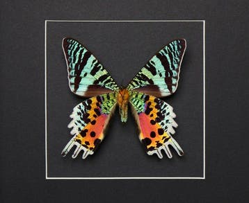 Vlinder Taxidermie volledige montage - Urania ripheus - 20, Nieuw
