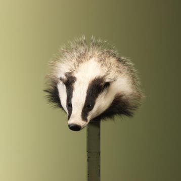 Das Taxidermie Opgezette Dieren By Max, Verzamelen, Dierenverzamelingen, Ophalen of Verzenden, Nieuw, Wild dier, Opgezet dier